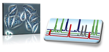 cellMatch